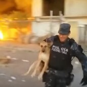 O ήρωας της ημέρας είναι αυτός ο αστυνομικός που έσωσε έναν σκύλο από φλεγόμενο σπίτι