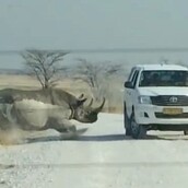 Ρινόκερος επιτίθεται με μανία σε τζιπ με τουρίστες που έκαναν σαφάρι και σκορπά τον τρόμο