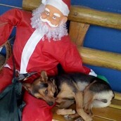 Όλοι έχουν ανάγκη λίγη αγάπη - Η γλυκόπικρη χριστουγεννιάτικη φωτογραφία με τον αδέσποτο σκύλο