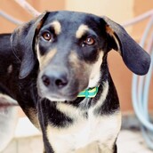 Πασχαλινό παζάρι στην Ζωοφιλική Ένωση Ηλιούπολη για τα αδέσποτα