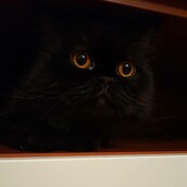 30 νέες φωτογραφίες απ' τα τέλεια ζώα των αναγνωστών μας