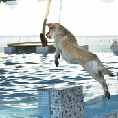 Άνοιξε η πρώτη πισίνα για σκύλους στη Κίνα