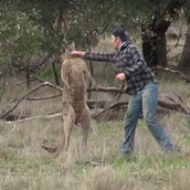 Βρέθηκε ο άντρας που έριξε τη γροθιά στο καγκουρό και είναι υπάλληλος σε ζωολογικό κήπο