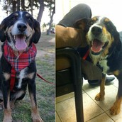 Πρώην ανάπηρο σκυλάκι, σώθηκε. Και τώρα ψάχνει το άλλο του μισό