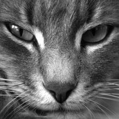 30 νέες φωτογραφίες απ' τα τέλεια ζώα των αναγνωστών μας