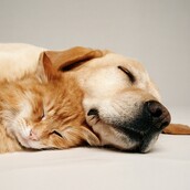 Τι ονειρεύονται οι σκύλοι; Το Harvard έδωσε απάντηση και οι ιδιοκτήτες τους βάζουν τα κλάματα