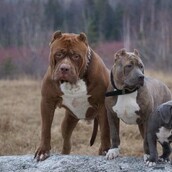 Το μεγαλύτερο πίτμπουλ του κόσμου έγινε μπαμπάς και τα κουτάβια του είναι πανέμορφα αλλά και πανάκριβα