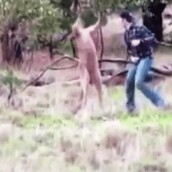 Το περίεργο βίντεο με τον άντρα που ρίχνει γροθιά σε καγκουρό για να σώσει έναν σκύλο