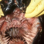 Αυτό το στόμα που μοιάζει να είναι βγαλμένο από εφιάλτες ανήκει σε ένα σπάνιο και ακίνδυνο για τον άνθρωπο είδος