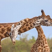 Γιατί οι καμηλοπαρδάλεις μπλέκουν τους λαιμούς τους;