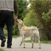 Το Piqapoo είναι η πατέντα που υπόσχεται να λύσει μια για πάντα το πρόβλημα με τις ακαθαρσίες των σκύλων
