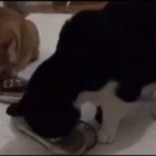 Αυτές οι δύο απίθανες γάτες έχουν τον καλύτερο συγχρονισμό του κόσμου!