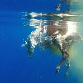 Η μακάβρια στιγμή που ένας καρχαρίας κατασπαράζει μια αγελάδα στη μέση του Ινδικού Ωκεανού