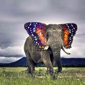 15 παράξενα ζώα που δεν θα μπουν ποτέ στο National Geographic