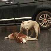 Η σπαρακτική στιγμή που ένας σκύλος θρηνεί και ταυτόχρονα προσπαθεί να σηκώσει το νεκρό φίλο του