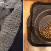 Αυτός ο σκύλος τρώει πάντα μόνο την μισή τροφή του και ο λόγος θα σας ραγίσει την καρδιά