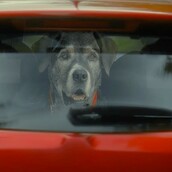 «Δεν υπάρχει δικαιολογία για να εγκαταλείψεις ένα ζώο»: Ένα σκληρό και συγκινητικό βίντεο για εκείνους που παρατούν τα κατοικίδιά τους