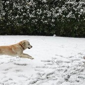 Oι αναγνώστες μας έβγαλαν πάλι τα ζώα τους στα χιόνια: 30 νέες φωτογραφίες