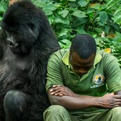 Φωτογράφος απαθανάτισε το απίστευτο δέσιμο ενός θηλυκού γορίλα με τον άνθρωπο που την φροντίζει