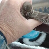 Ο αξιαγάπητος ηλικιωμένος που έσωσε ένα παγιδευμενο σπουργίτι με την ανάσα του