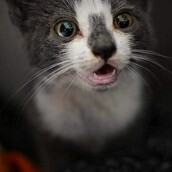 30 νέες φωτογραφίες απ' τα τέλεια ζώα των αναγνωστών μας