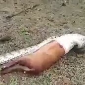 Η φρικιαστική στιγμή που πύθωνας βγάζει ολόκληρο ελάφι που είχε καταβροχθίσει νωρίτερα (ΣΚΛΗΡΕΣ ΕΙΚΟΝΕΣ)