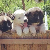 30 νέες φωτογραφίες απ' τα τέλεια ζώα των αναγνωστών μας