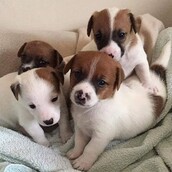 30 νέες φωτογραφίες απ' τα τέλεια ζώα των αναγνωστών μας