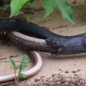 Η σπάνια στιγμή που ένα φίδι βγαίνει ολόκληρο και ζωντανό από το στόμα άλλου φιδιού - ΒΙΝΤΕΟ