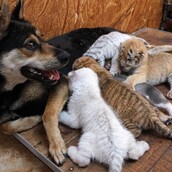 Σκυλίτσα θηλάζει μαζί με τα κουτάβια της και τέσσερα νεογέννητα σπάνια τιγράκια