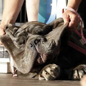 Η τεράστια Μάρθα μόλις στέφθηκε ο ασχημότερος σκύλος του κόσμου για το 2017