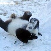 Γιγάντια πάντα βλέπουν για πρώτη φορά στη ζωή τους χιόνι και η συνέχεια είναι αυτό που φαντάζεστε