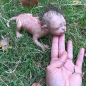 Ακόμη και η αστυνομία στην Μαλαισία αναγκάστηκε να πει πως αυτό το τρομαχτικό πλάσμα είναι hoax