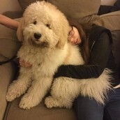 20 μαλλιαροί γίγαντες που θέλουν αγκαλιές