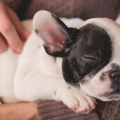 6 στάσεις που παίρνουν οι σκύλοι στον ύπνο και τι ακριβώς σημαίνει καθεμία από αυτές