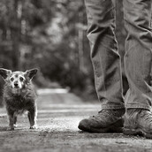 Σκύλοι στη «δύση» τους: Το συγκινητικό φωτογραφικό πρότζεκτ της Nancy LeVine