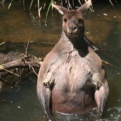 Αυτό το καγκουρό σε ποτάμι της Αυστραλίας έχει φρικάρει το ίντερνετ με το πόσο μυώδες είναι