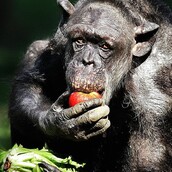 Ετοιμοθάνατος χιμπατζής αναγνωρίζει τον άνθρωπο που κάποτε τη φρόντιζε και πλημμυρίζει από ευτυχία