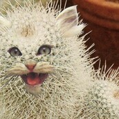 Γάτες και φυτά, ίσον σουρεαλισμός