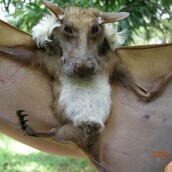 Δεν είναι σκύλος με φτερά, αλλά ένα πολύ σημαντικό πλάσμα