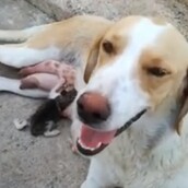 Λαμία: Αδέσποτη σκυλίτσα θηλάζει το γατάκι που κάποιος πέταξε στα σκουπίδια