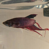 Μια γυναίκα αγόρασε ένα σχεδόν πεθαμένο ψαράκι γυάλας - τη συνέχεια δεν την περίμενε κανείς