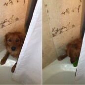 Αυτός ο σκύλος νομίζει πως η ιδιοκτήτριά του στενοχωριέται στο μπάνιο κι όταν τη βλέπει κάνει κάτι απίστευτα γλυκό