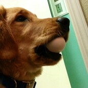 Το «Golden Retriever Egg Challenge» με το αυγό στο στόμα του σκύλου είναι μεν αστείο, αλλά και λίγο επικίνδυνο