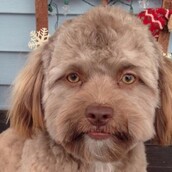 Βλέπετε κάτι παράξενο σε αυτόν τον σκύλο;