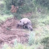 Η συγκλονιστική στιγμή που ένα μικρός ρινόκερος προσπαθεί να θηλάσει από την νεκρή μητέρα του, θύμα λαθροκυνηγών