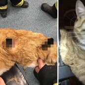 Τον διαπέρασαν τα κάγκελα σε δύο σημεία και έζησε: Μάλλον αυτός είναι ο πιο τυχερός γάτος του κόσμου