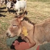 Αυτά τα ζωάκια απλώς λατρεύουν τις αγκαλιές