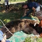 Οι αρκούδες του Αμυνταίου φορούν ραδιοκολάρα και παρακολουθούνται μέσω δορυφόρου - ΦΩΤΟΓΡΑΦΙΕΣ