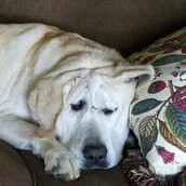 Ο Beaux γεννήθηκε με παραμορφωμένο πρόσωπο και βίωνε όλη του τη ζωή μόνο εγκατάλειψη